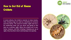 Thoroughly vacuum carpets and rugs to remove possible cricket eggs. 5 Natural Ways To Get Rid Of House Crickets Online Presentation