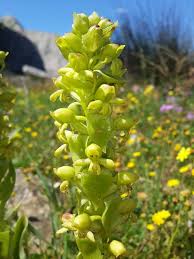 Image result for Satyrium chlorocorys