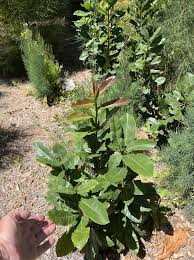 Image result for Ochna atropurpurea