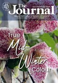 Image result for Thunbergianthus ruwenzoriensis