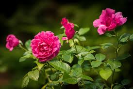 My pretty lady tends to be more white than pink flowered, i believe due to being in full sun from sunrise to sunset. A N Photography Pretty Lady Rose
