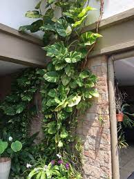 Wow The Most Amazing Money Plant Silver Vine Pothos That Climb The Wall And Grow Climbing Plants Trellis Wall Climbing Plants Backyard Landscaping Designs