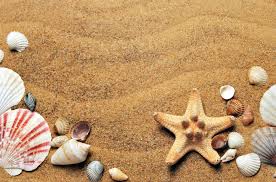 Sanibel island's best beaches for shelling include all gulfside beaches. When Is The Best Time To Find Seashells In Florida Shelling Tips
