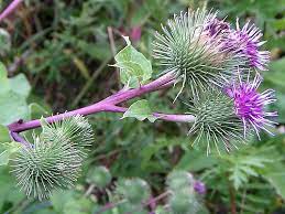 Dandelion Flower Essence Hiatal Hernia Best Flower Wallpaper