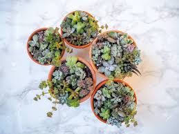Each succulent arrangement comes in an elegant potager, handmade wood box, or even an adorable character planter. Small Colorful Succulent Arrangements In Terracotta Pots On A Stock Photo Picture And Royalty Free Image Image 144482933