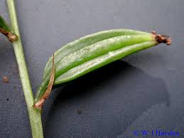 Image result for Oeceoclades maculata × quadriloba