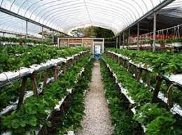 At the information centre, visitors can get information on mardi agro technology park. English Cottage Agro Technology Park Mardi Cameron Highlands I Tanah Rata Malaysia Lets Book Hotel