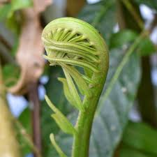 Image result for Acrostichum