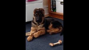 Maybe you would like to learn more about one of these? German Shepherd Puppies World Class German Shepherds Youtube