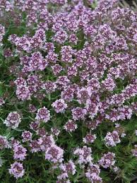 Image result for Thesium thamnus