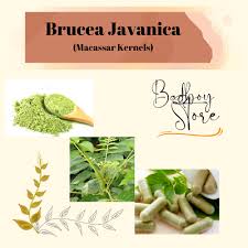 Image result for Brucea