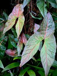 Image result for Disperis johnstonii