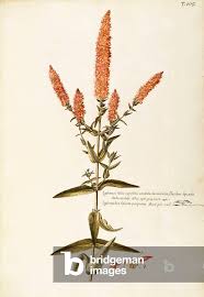 Image result for Lythraceae