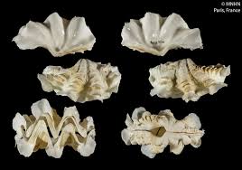 Image result for Tridactyle stevartiana