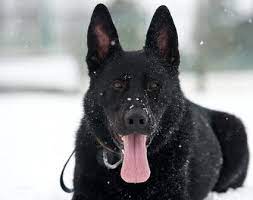 Not named yet black and red akc german shepherd puppies for sale. Puppies For Sale German Shepherd Ct Breeder Norwalk