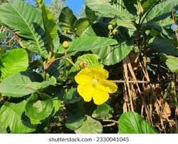 Image result for Dilleniaceae