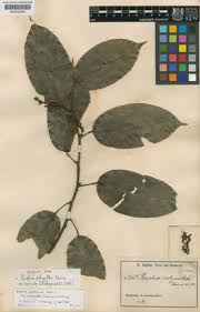 Image result for Baphia bequaertii