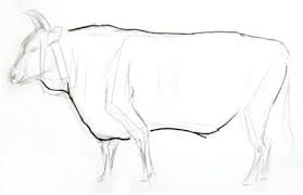How To Draw A Bull Drawings Bull Draw