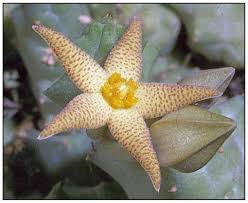 Image result for Piaranthus atrosanguineus