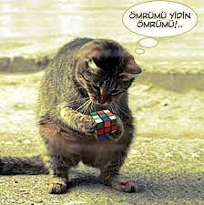 ben senin omrunu yerim kedi esprileri kediler ve yavrulari kedi