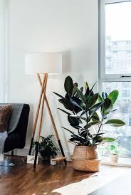 Modern boho home decor by decor hint your items will be present on shelves, and either in between them or to the edges, we can keep plants, and that look stylish. 12 Best Indoor Plants A Guide To Popular House Plants