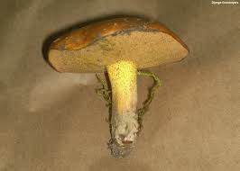 Image result for Suillus wasatchicus