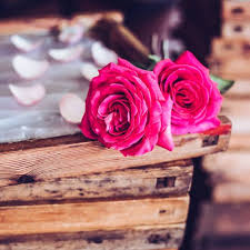 Which flowers are used to make perfume. The Perfume Extraction Plants Grown In Grasse The Centifolia Rose