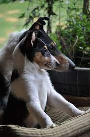 Pin On Me And My Pet