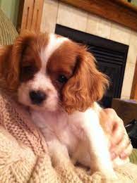 1 2 Cavalier King Charles Spaniel 1 2 English Toy Spaniel So Cute King Charles Cavalier Spaniel Puppy King Charles Cocker Spaniel English Toy Spaniel