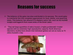 Instead of buying them, i usually travel the world and catch them myself. Round Goby Fish Neogobius Melanostonius Ppt Download