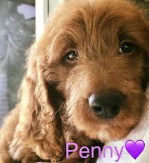 Goldendoodle · west palm beach, fl these apricot f1b puppies will be around 28 lbs adult, mom is a 35 lb goldendoodle, dad 25 lb miniature poodle. Goldendoodle And Labradoodle Puppies For Sale Glamour Doodles