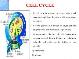 The interval between cell divisions in which the cell prepares for the next division. Cell Cycle And Its Check Points And Regulation