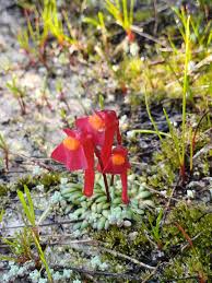Image result for Utricularia tortilis