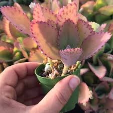 Kalanchoe Laetivirens Mother Of Thousands Mother Of Millions Bryophyllum Laetivirens In 2020 Succulents Plants New Roots