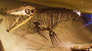 Maybe you would like to learn more about one of these? Fosil Adalah Pengertian Jenis Fungsi Cara Dan Penemuan