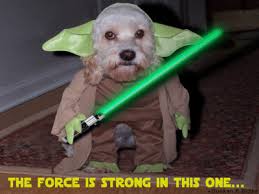 Mystery Cable Activated In Cuba Http Www Renesys Com Blog 2013 01 C Pet Costumes Smiling Animals Dog Quotes