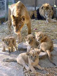 Lion Family At The Al Maglio Zoo In Magliaso Switzerland Baby Animals Cute Baby Animals Cute Animals