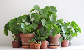 We did not find results for: Pilea Peperomioides Part 1 Taking Care Of A Pilea Nininoes