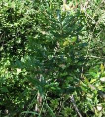Image result for Ochna atropurpurea