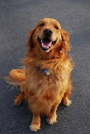 Discover Additional Relevant Information On Golden Retrievers Browse Through Our Website Goldenretrievers Golden Retriever Retriever Dogs Golden Retriever