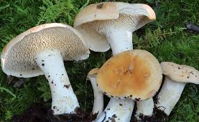 Image result for Hydnum repandum