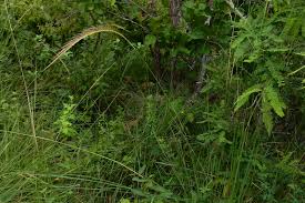 Image result for Trachypogon