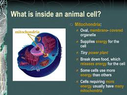 Get elaborate and precise animal cell model at alibaba.com. Chapter 1 Lesson 1 Ms Schiavone Ppt Download