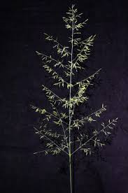 Image result for Eragrostis cylindriflora