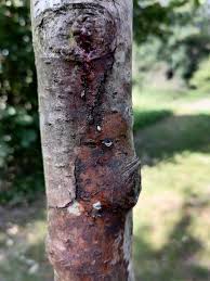 Er schützt den baum vor sehr kleinen und großen tieren. Weissanstrich Fur Obstbaume Schacht Weissanstrich Pulver Gunstig Online Kaufen