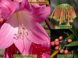 Image result for Amaryllidaceae