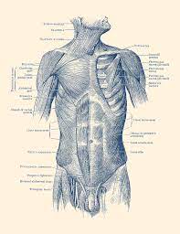 The trapezius originates from the skull and spine of the upper back and neck. Male Upper Body Muscular System Vintage Anatomy Drawing By Vintage Anatomy Prints