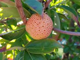 Though some dogwood fruit is edible, some species produce toxic fruit. What Is This Fruit