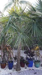 Image result for Coccothrinax