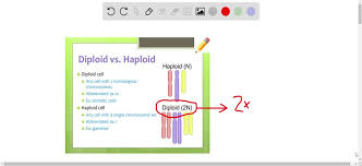 Check 'diploid' translations into russian. Solved A Diploid Cell Has The Number